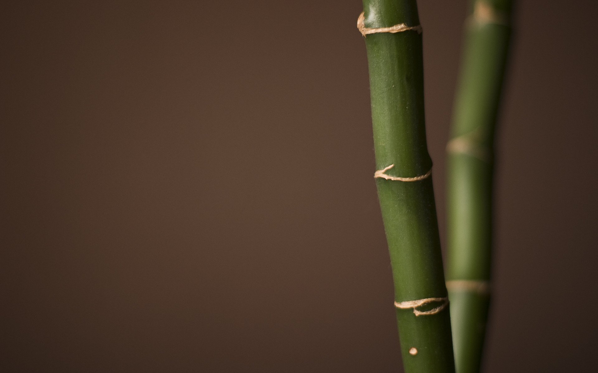 bamboo close up