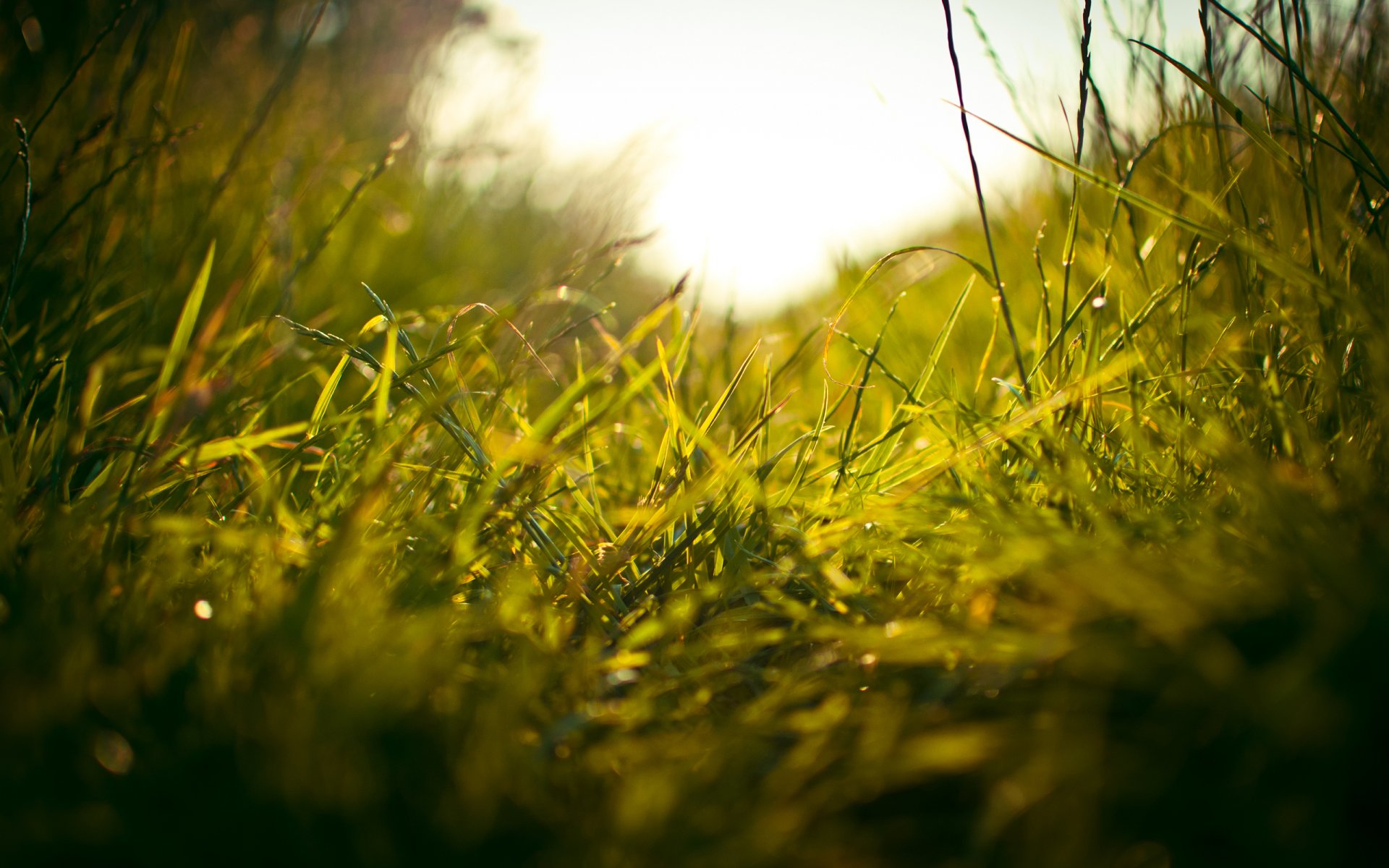 macro grass field grass grass greenery freshness path stalk