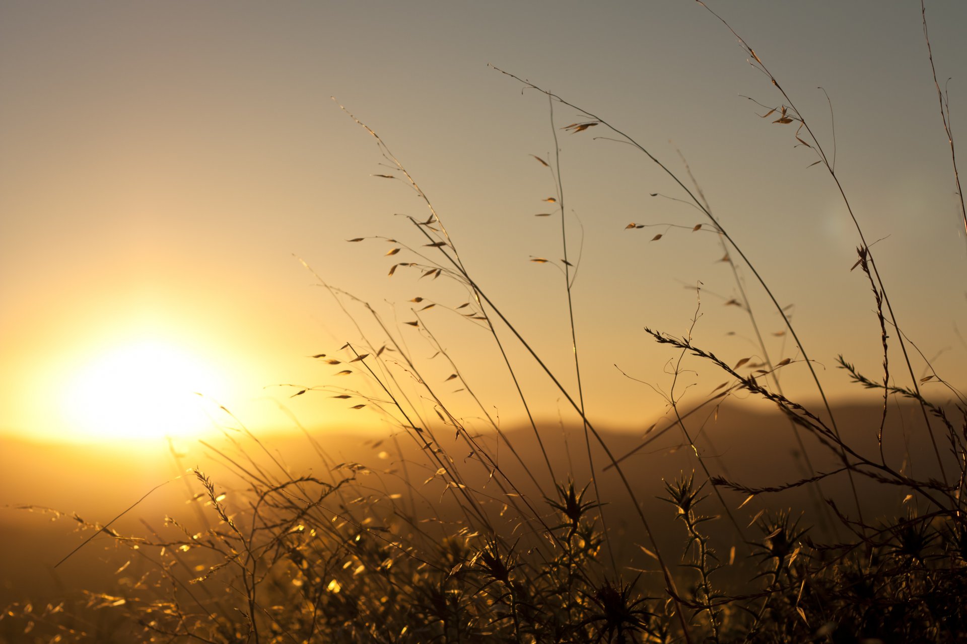 dawn dawn sun morning blades of grass plants in the rays glare sky