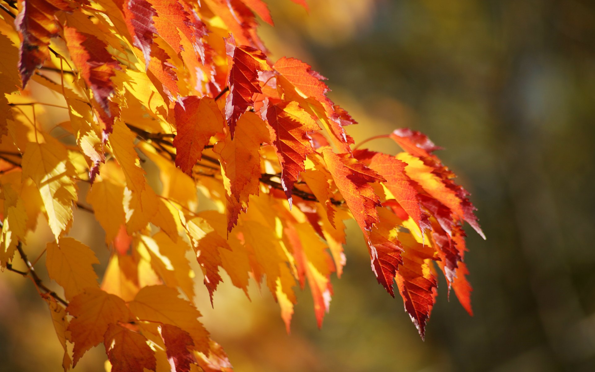 branche luxuriante feuilles automne gradation couleur fond