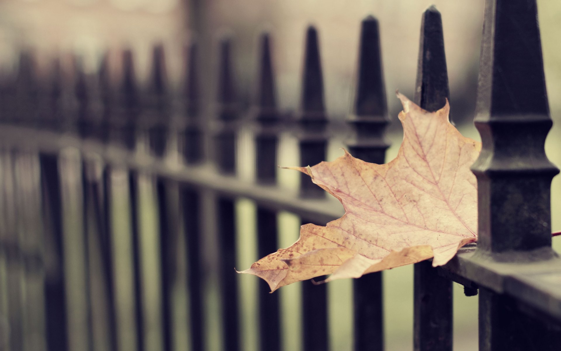 close-up wallpaper autumn autumn wallpaper leaves leaf wallpapers leaves wallpapers autumn wallpapers fences mood sadness nostalgia loneliness cool longing