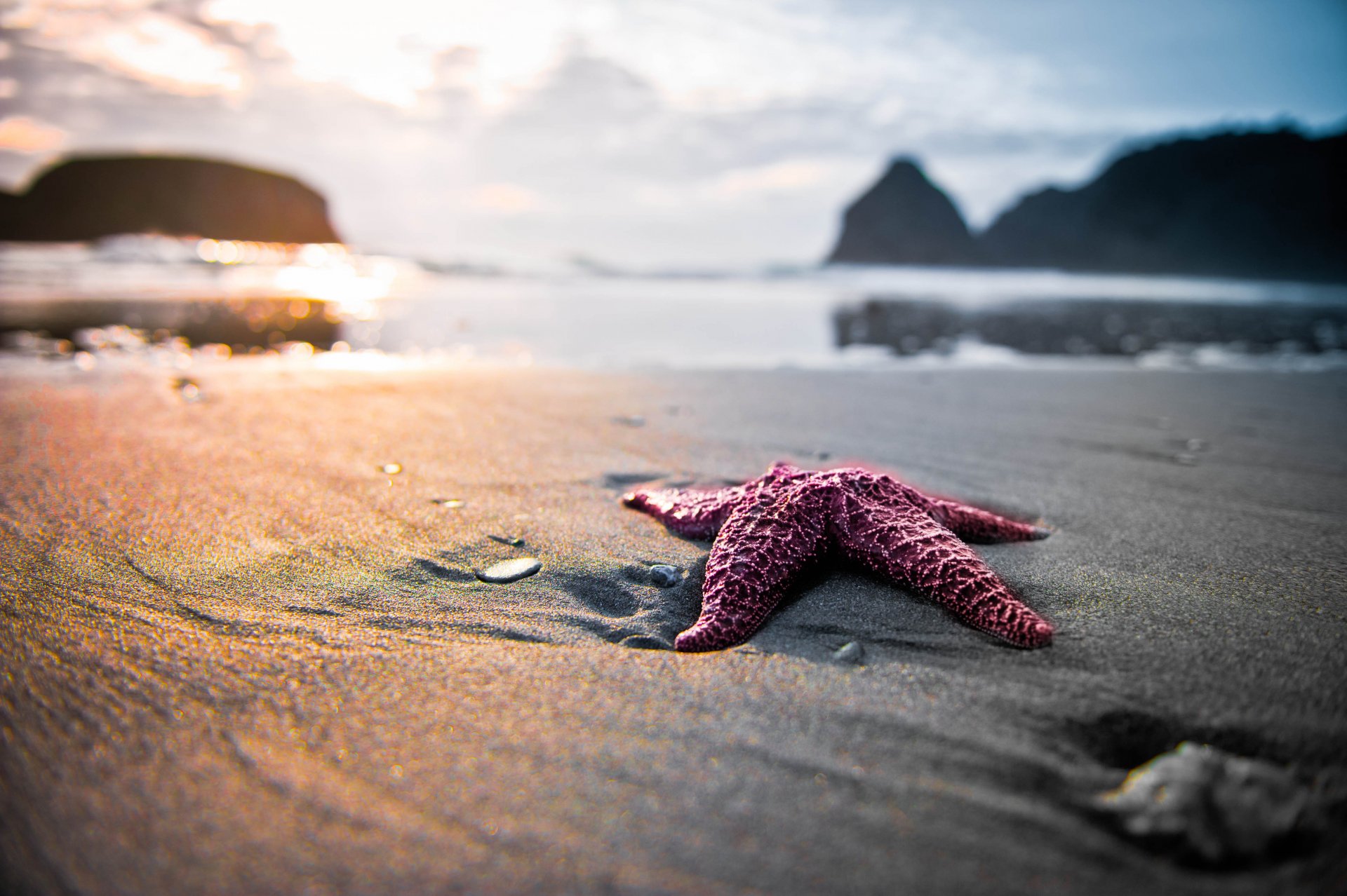 nature beach sand star