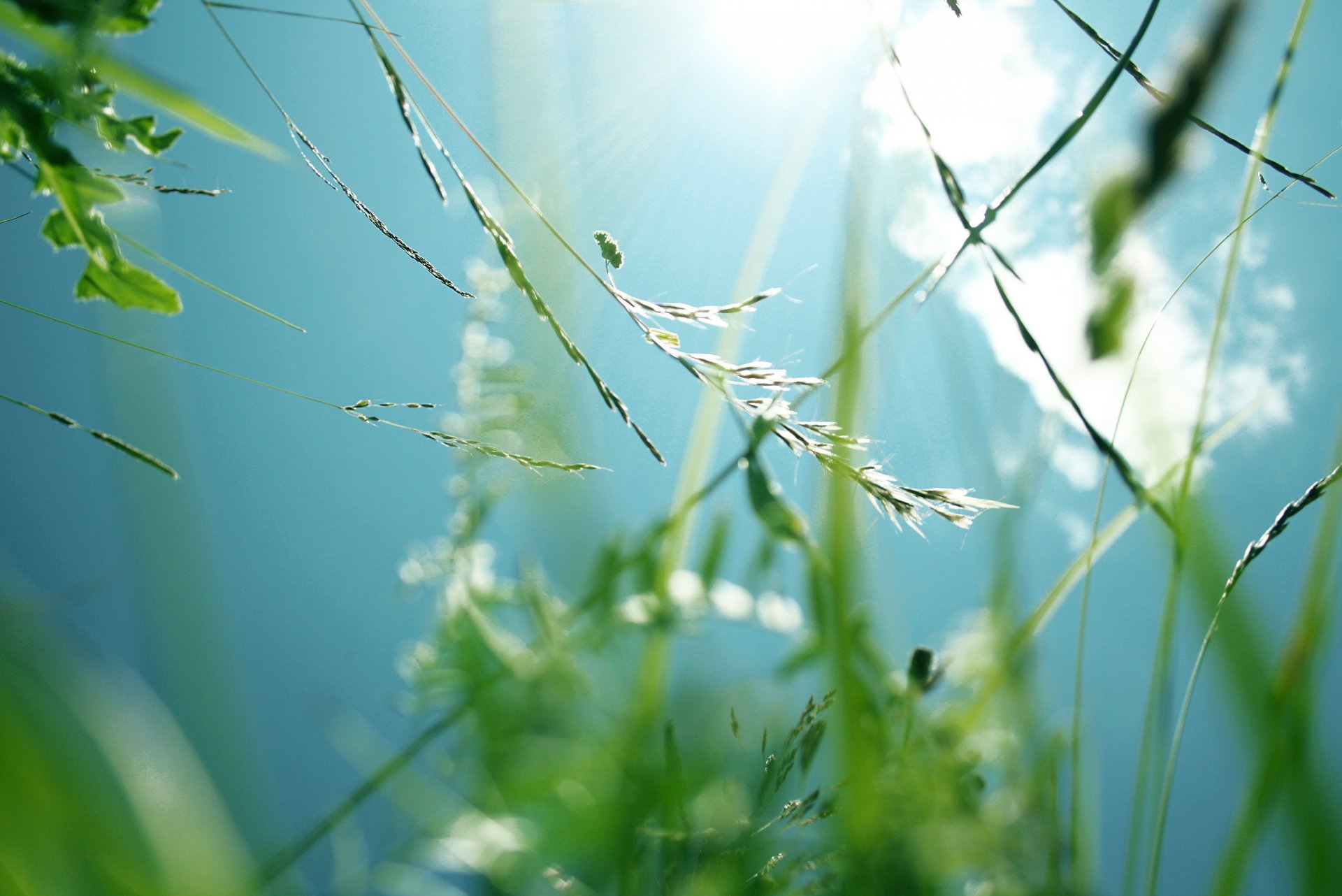 herbe plantes vert été champ ciel bleu couleur soleil lumière chaleur vue bas relax