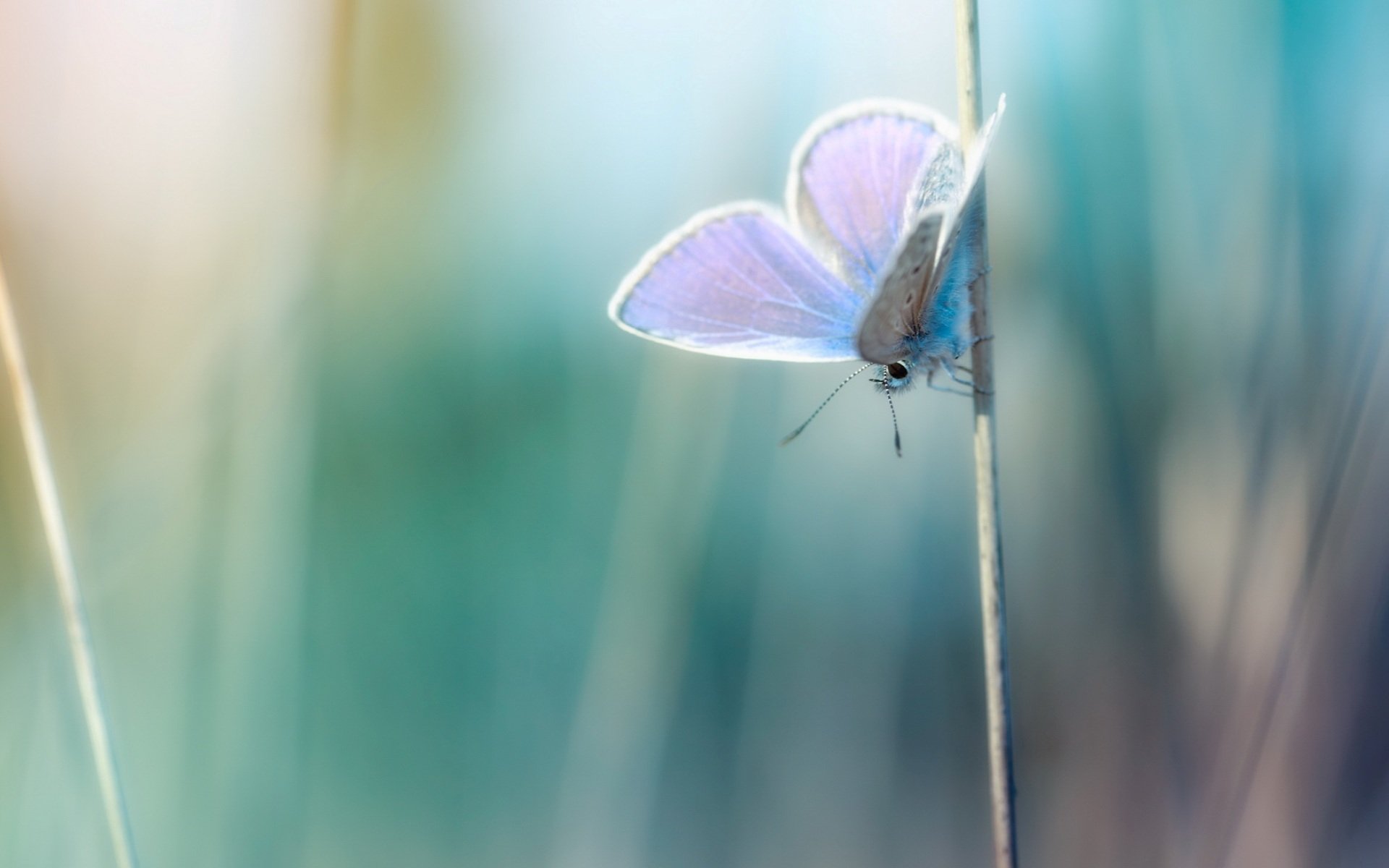 foto macro plantas hoja de hierba mariposa fondo papel pintado