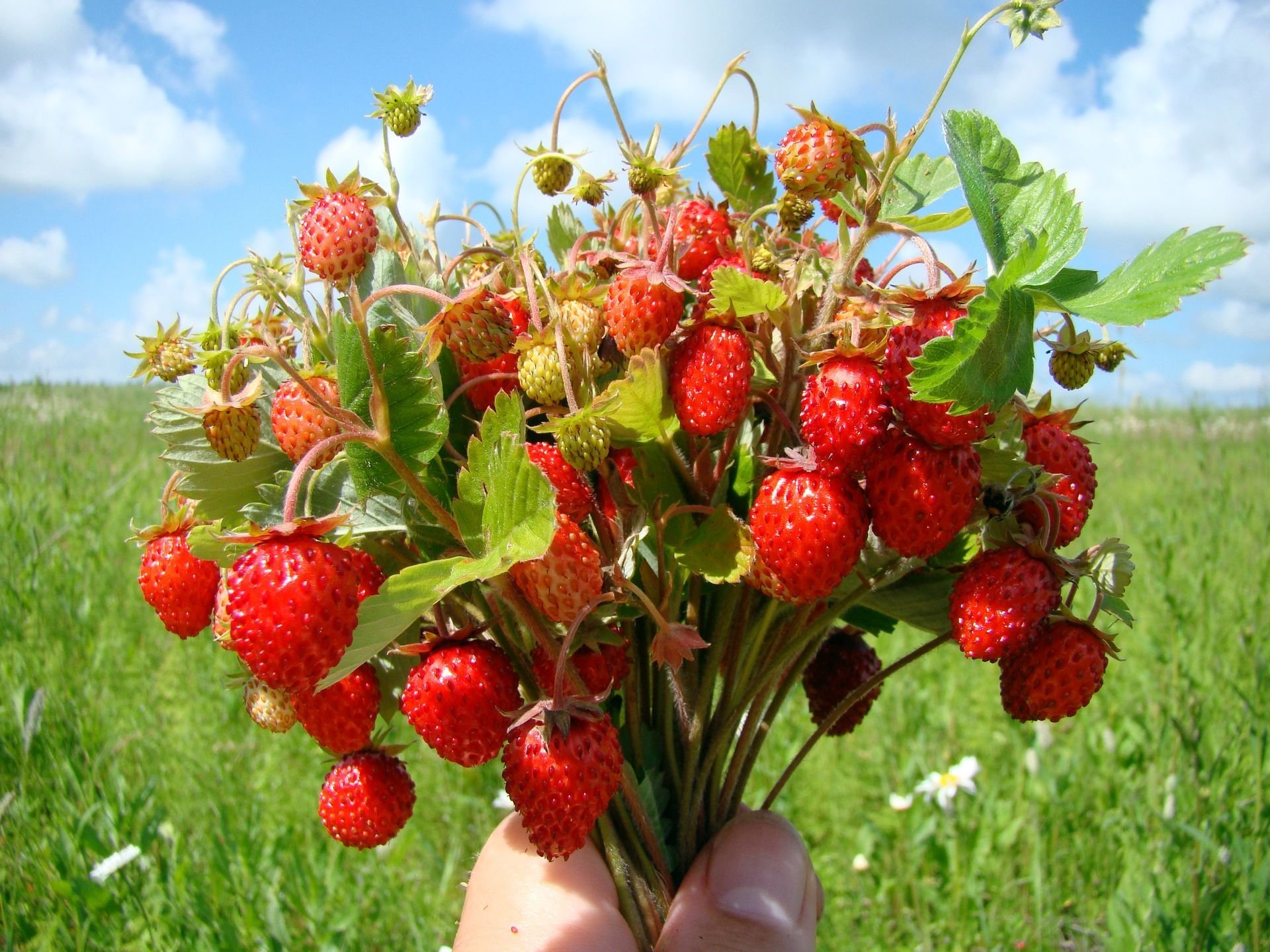 beeren erdbeeren blumenstrauß