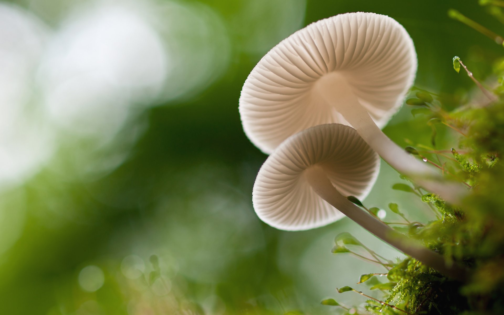 funghi muschio bokeh macro