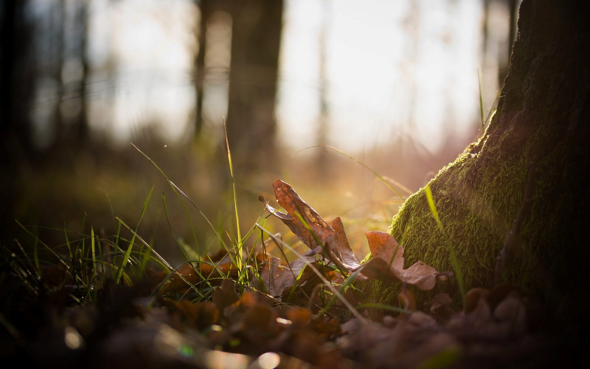 natura rośliny trawa drzewo las mech liście jesień zdjęcie makro tło tapeta