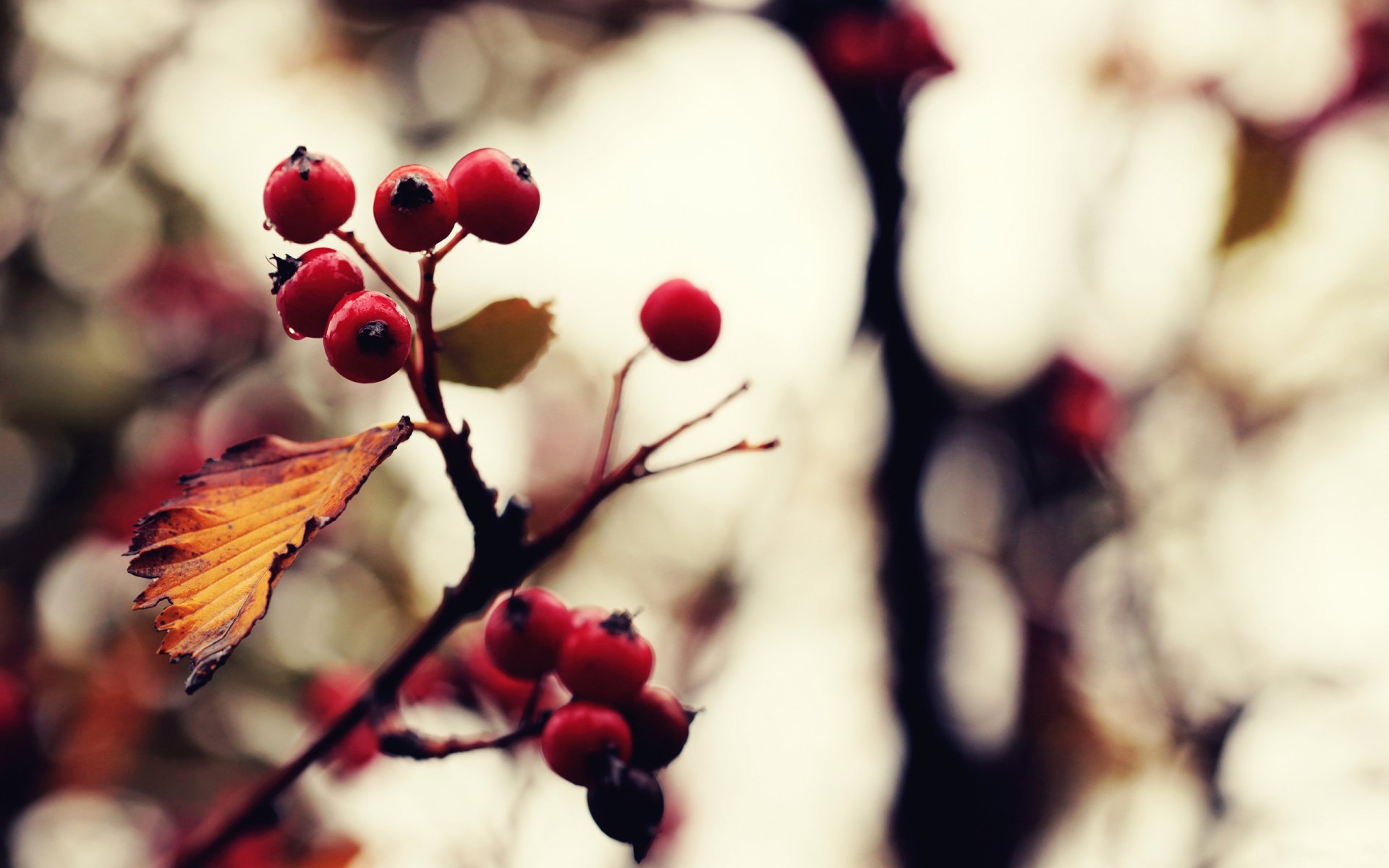 natur makro pflanzen. zweig beeren herbst foto bild farben verarbeitung hintergrund tapete