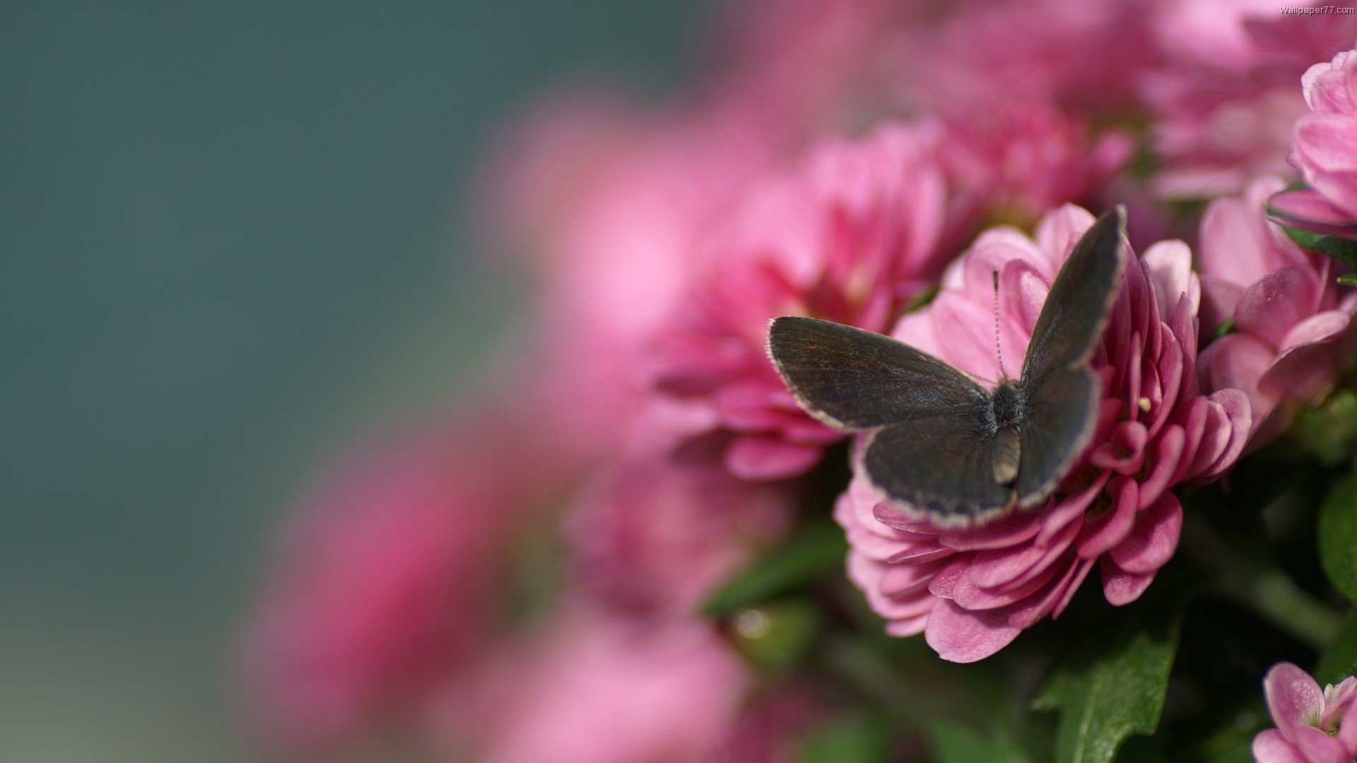 kwiaty motyl makro rozmycie różowe