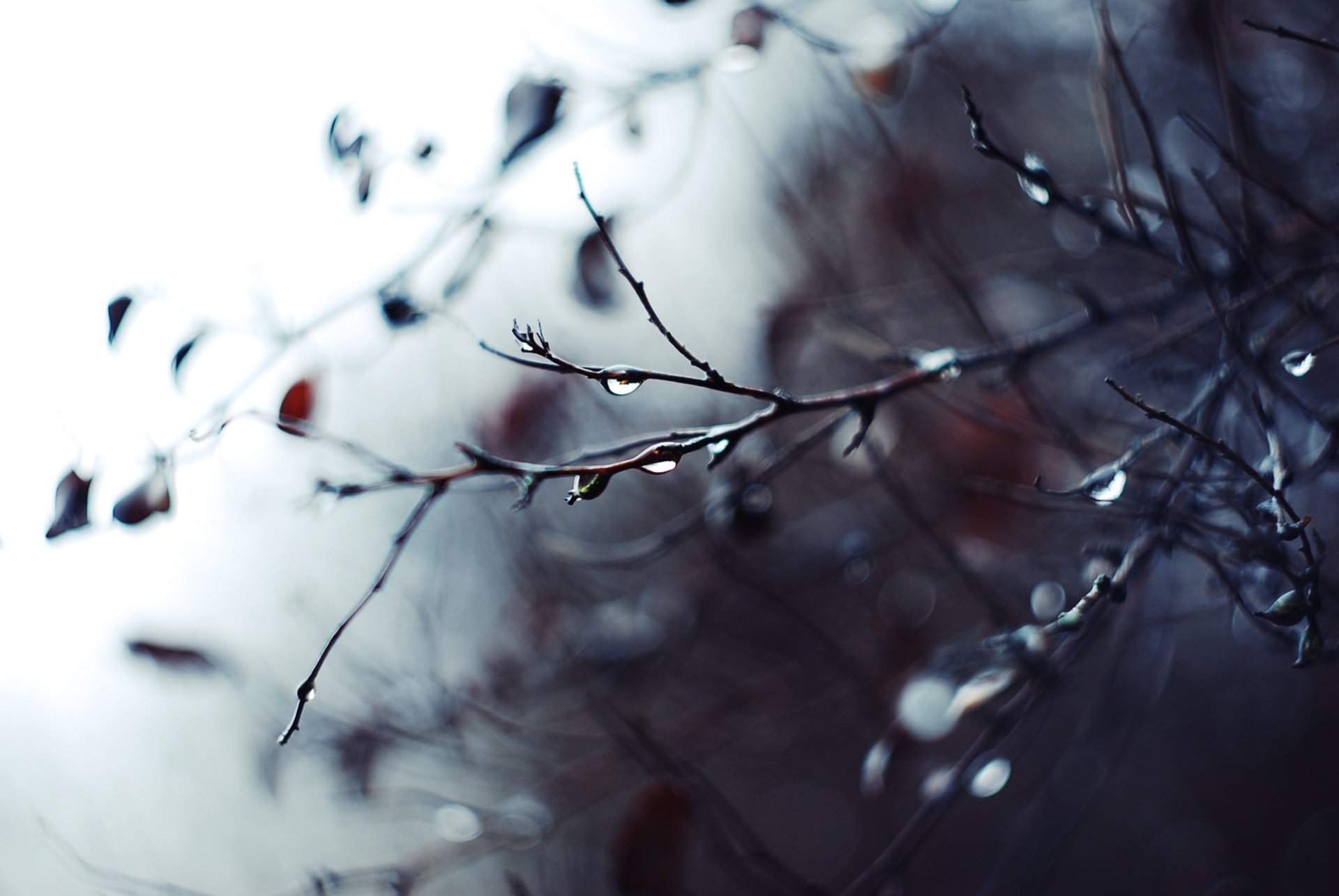 photo macro branches branches pluie gouttes flou mise au point fond fond d écran