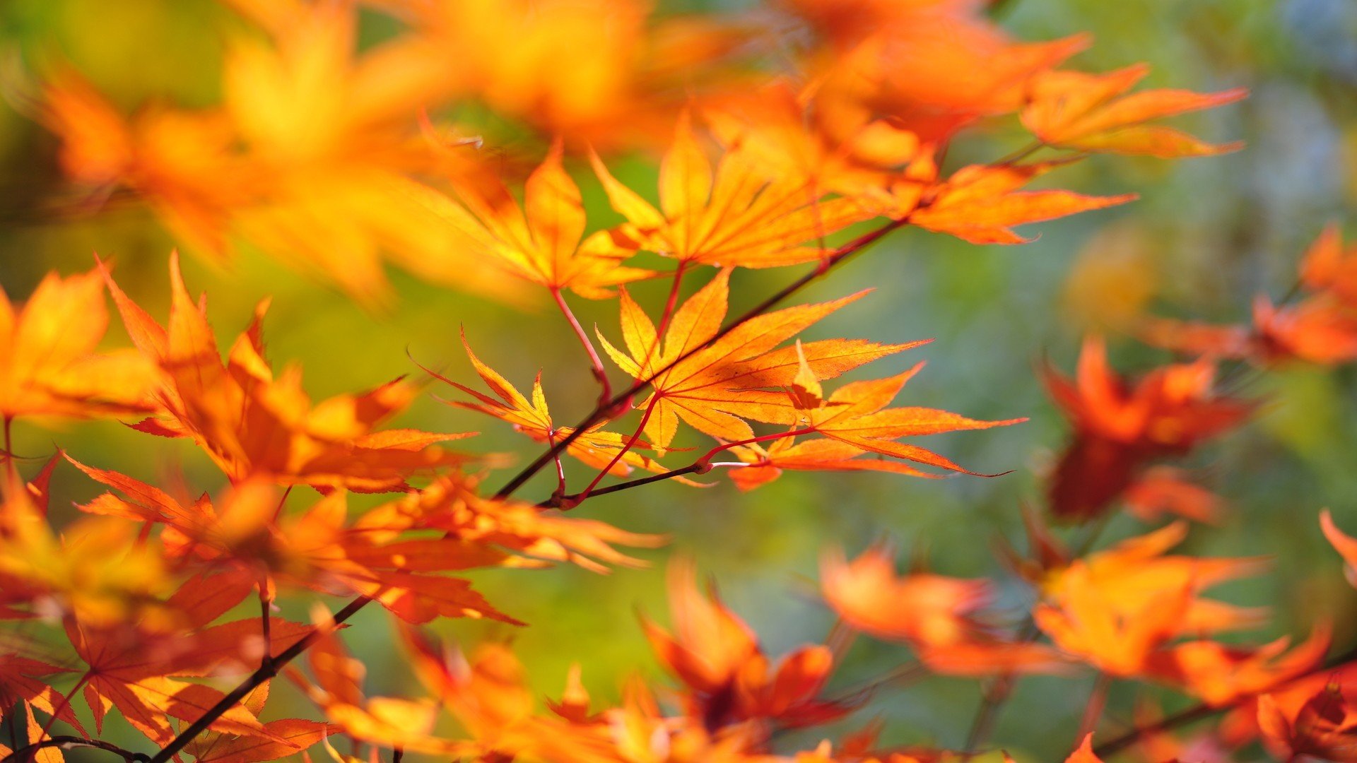 branch maple leaves autumn