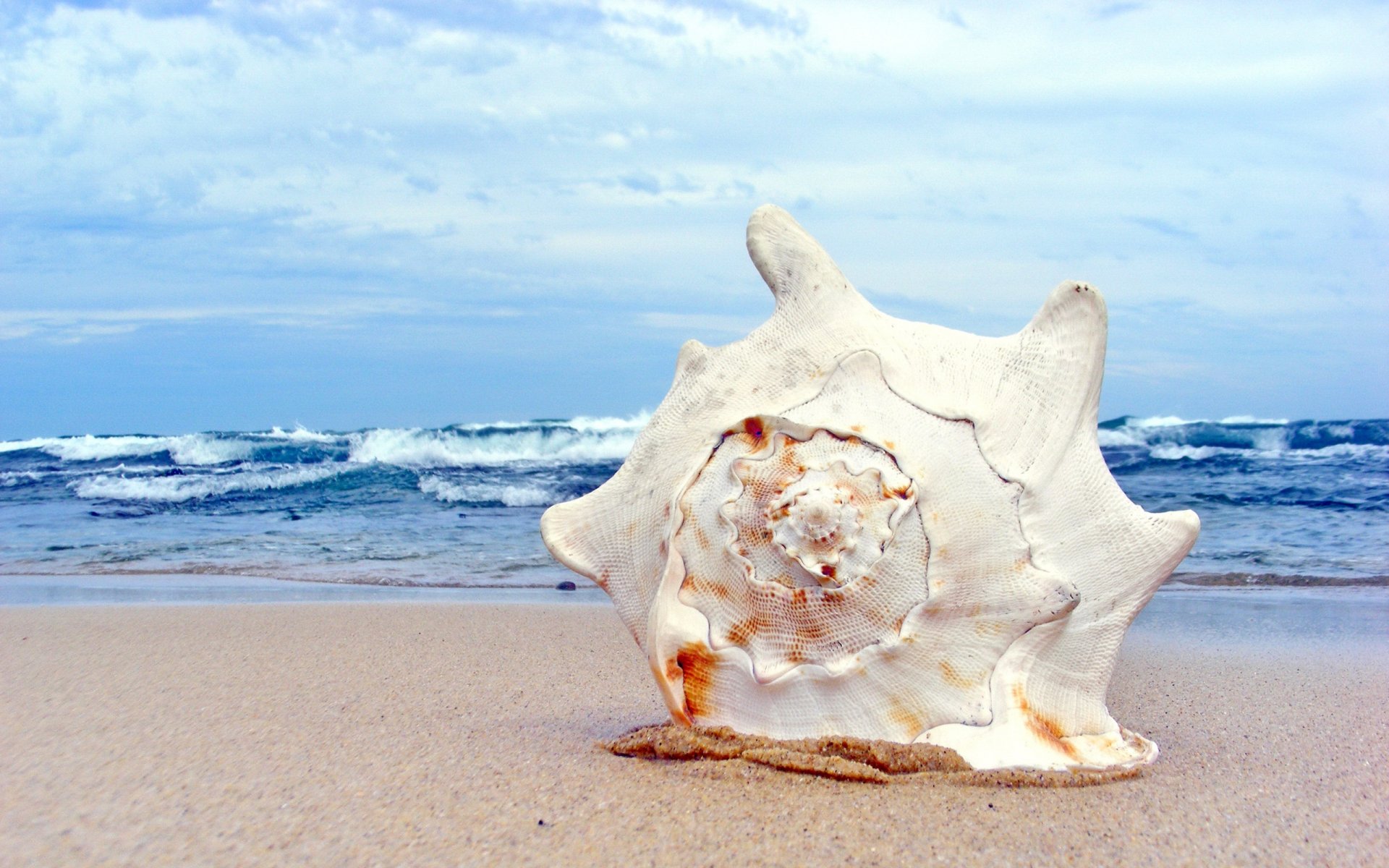 makro schale muschel sand ufer strand wellen meer himmel sommer