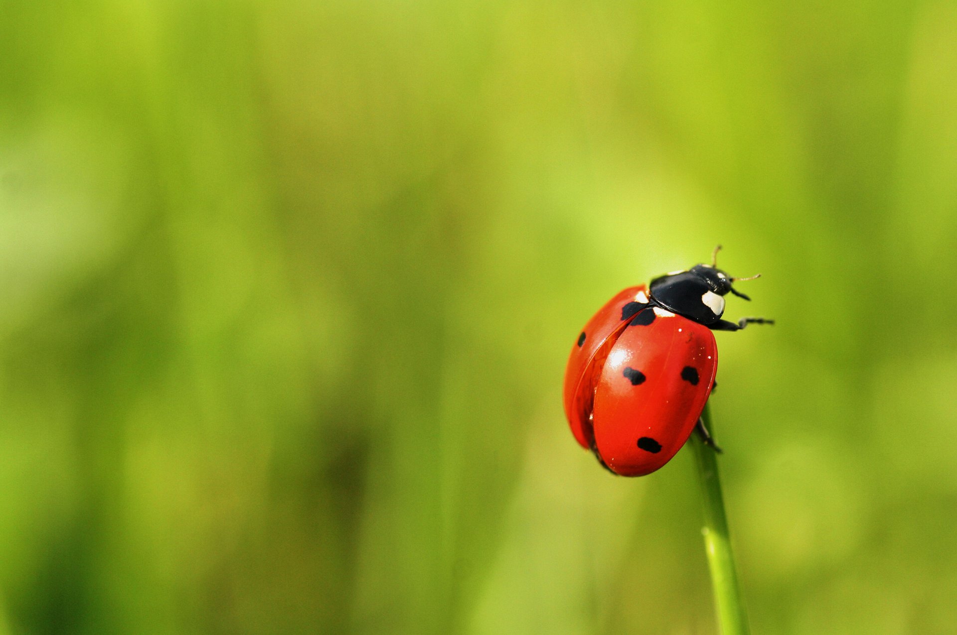 macro scarabeo coccinella sfondo verde