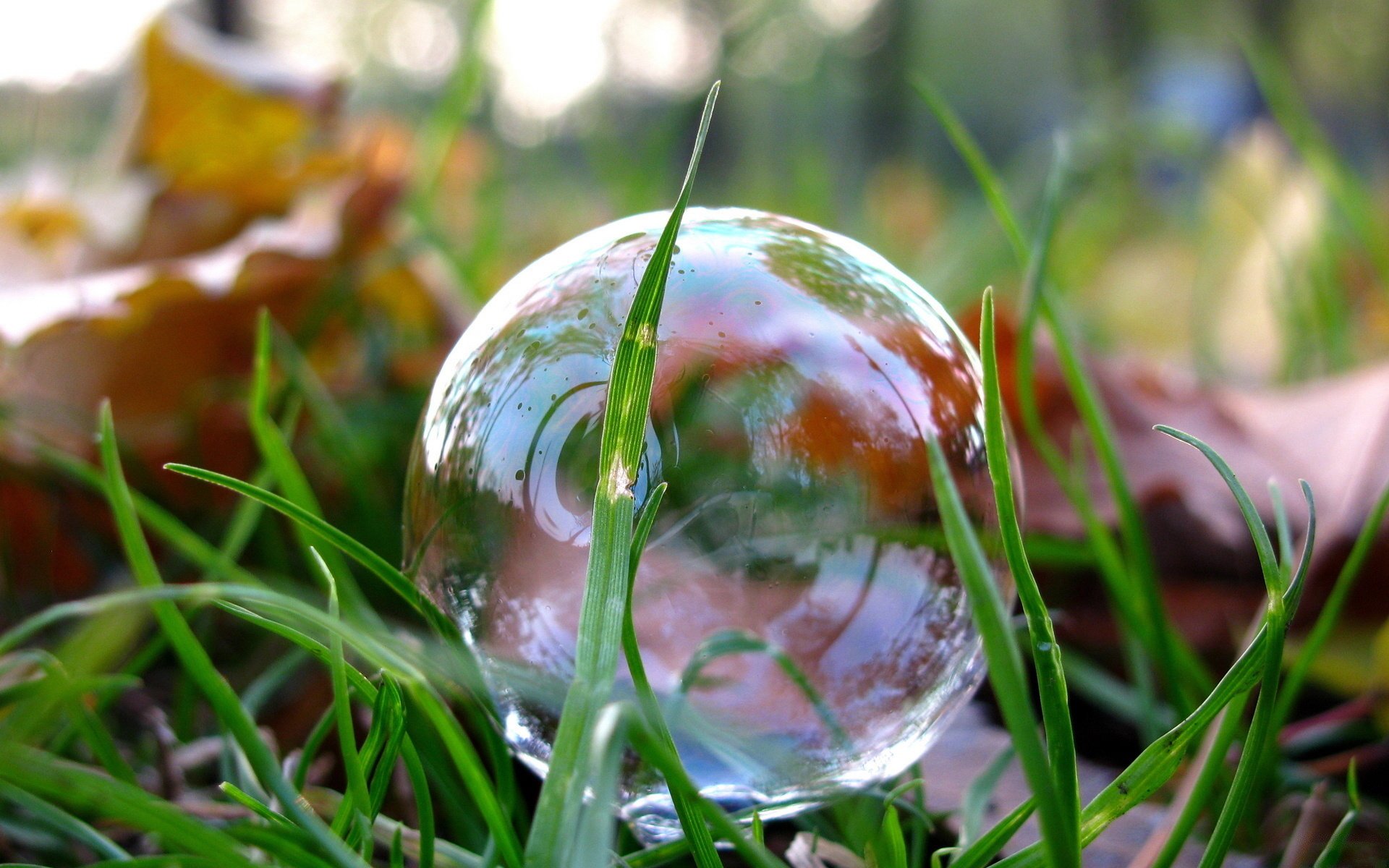 parque césped hierba hojas macro foto jabón burbuja reflexión