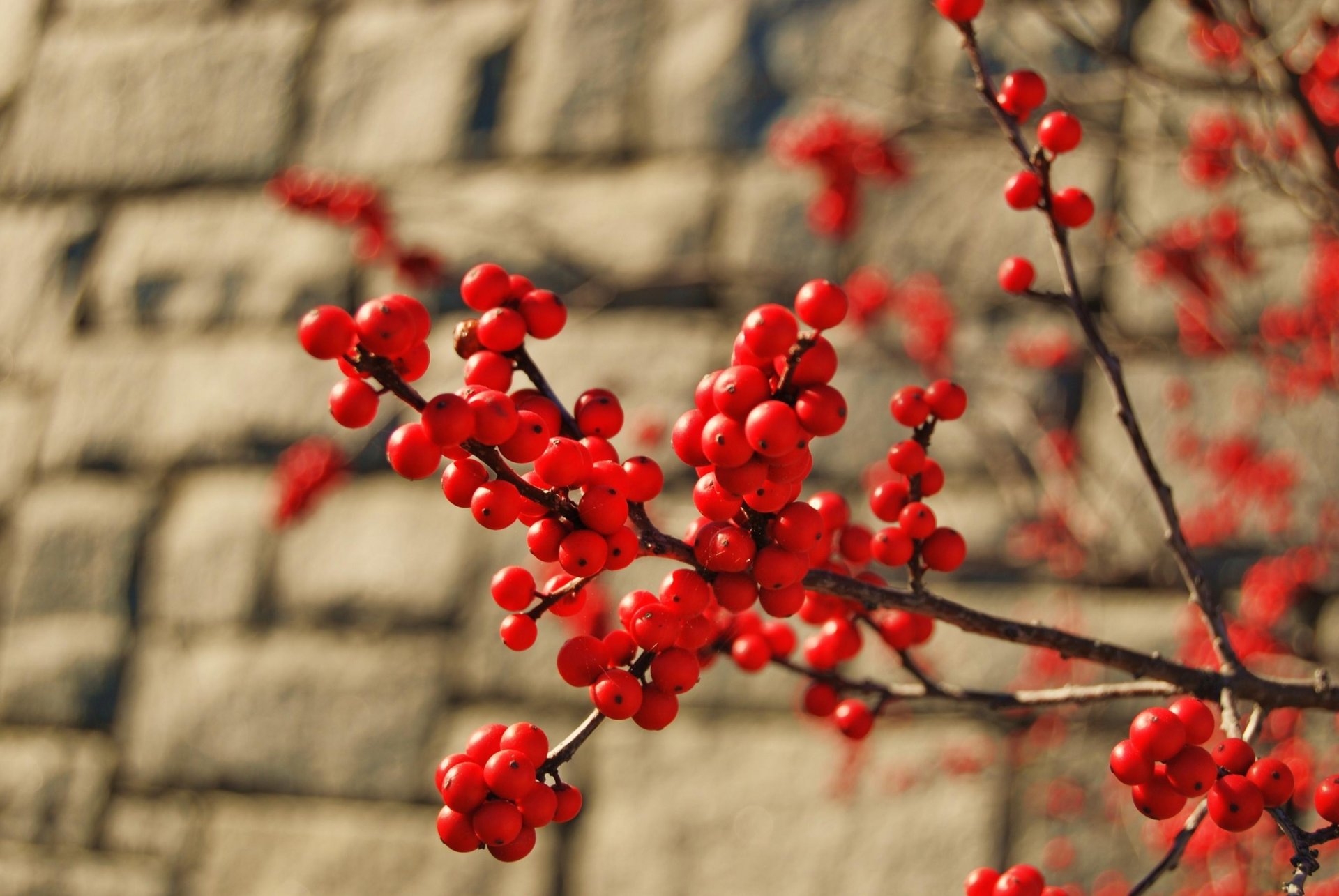 close up branch bush tree spring red berries brick wall bunch of