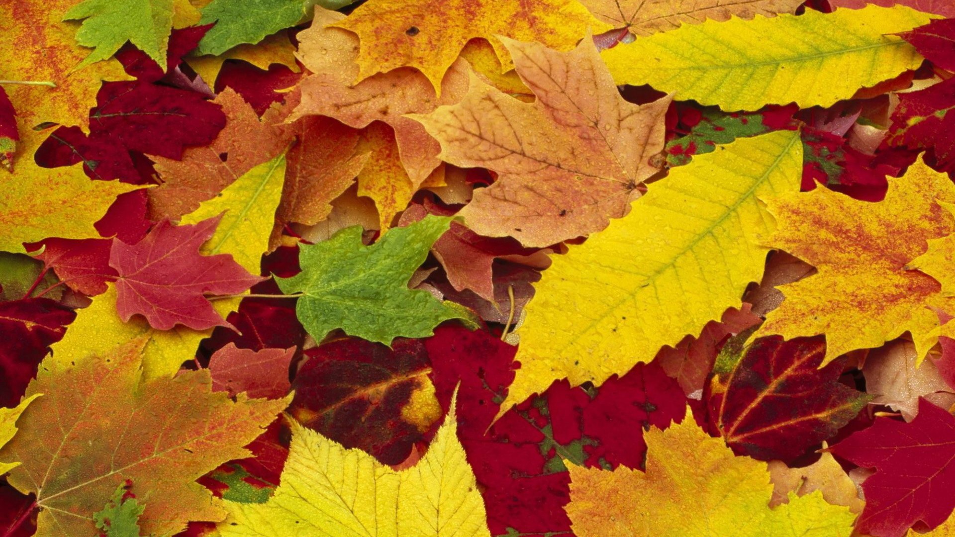 nature seasons autumn fallen leaves colored red yellow