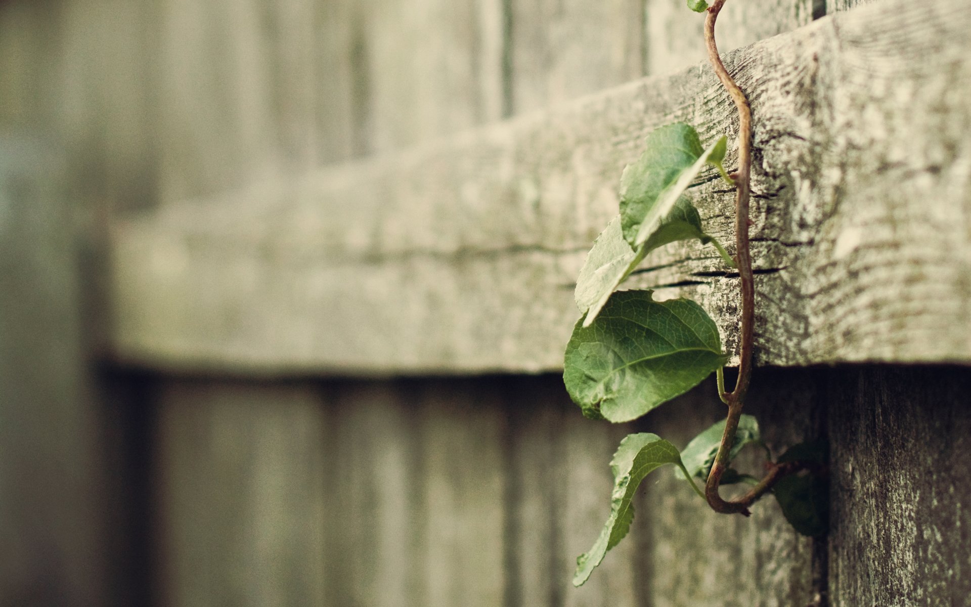 close up fences tree plants plant leaves piece focus blur