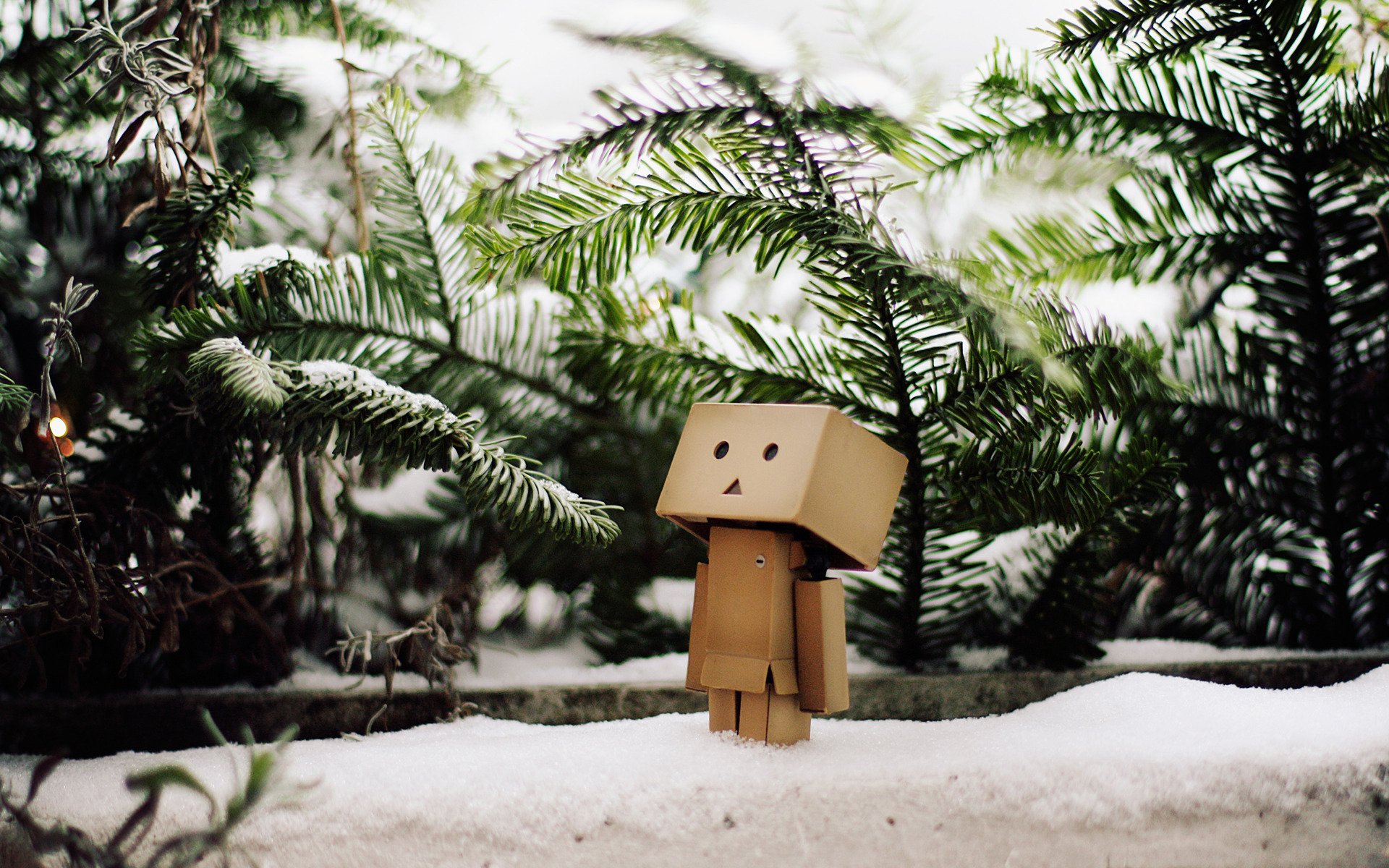 зима снег ветви елки данбо danbo