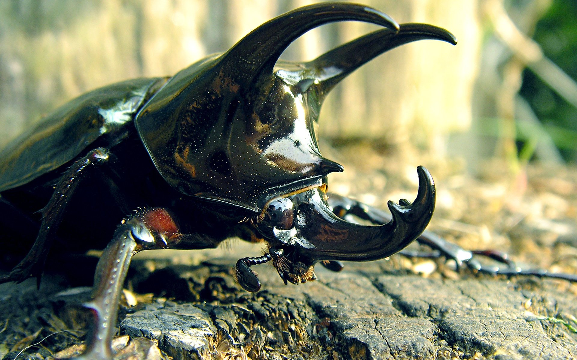 escarabajo insecto patas caparazón cuernos bigote rinoceronte