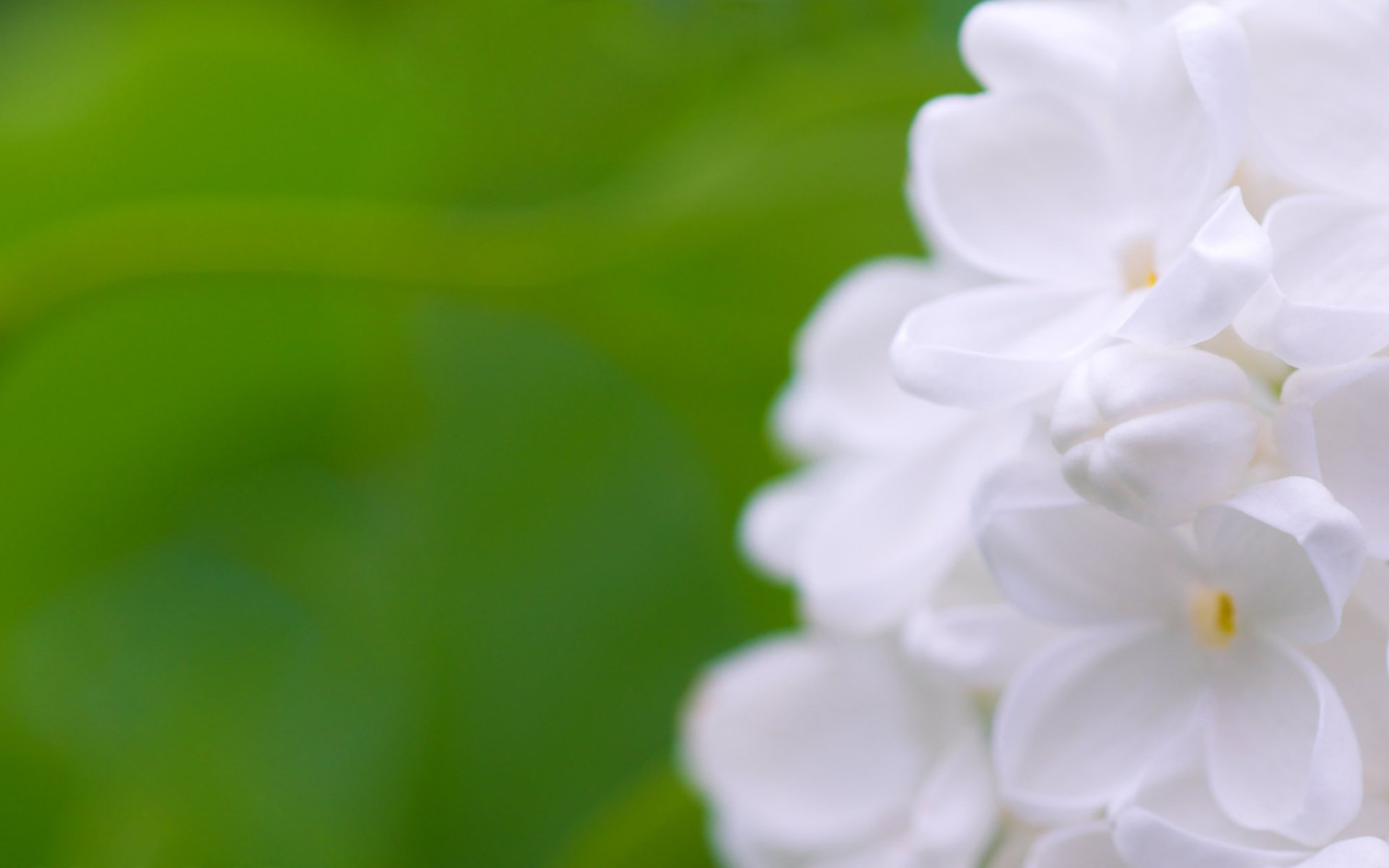 lilas blanc fleurs fond flou printemps macro