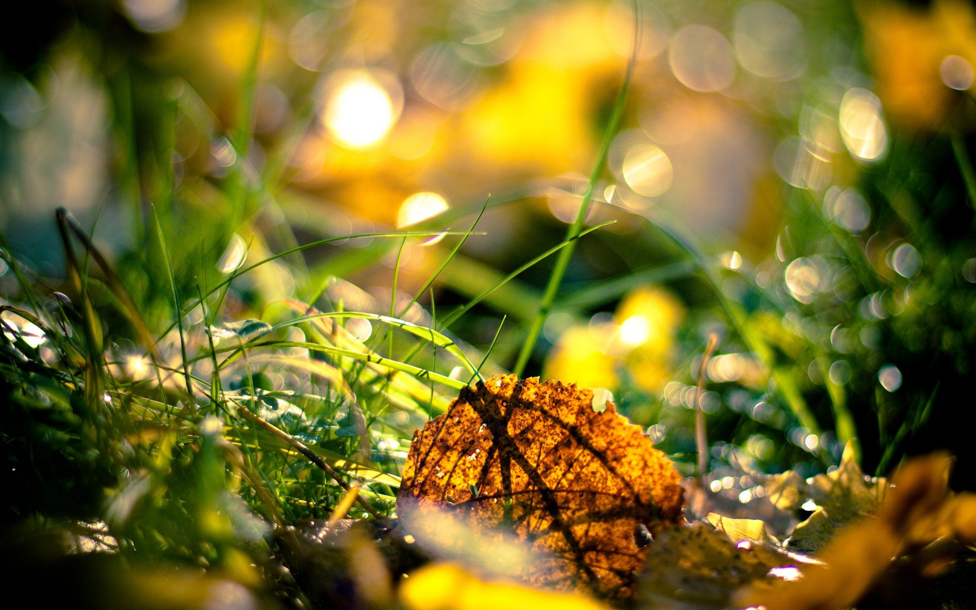 herbst gras blätter