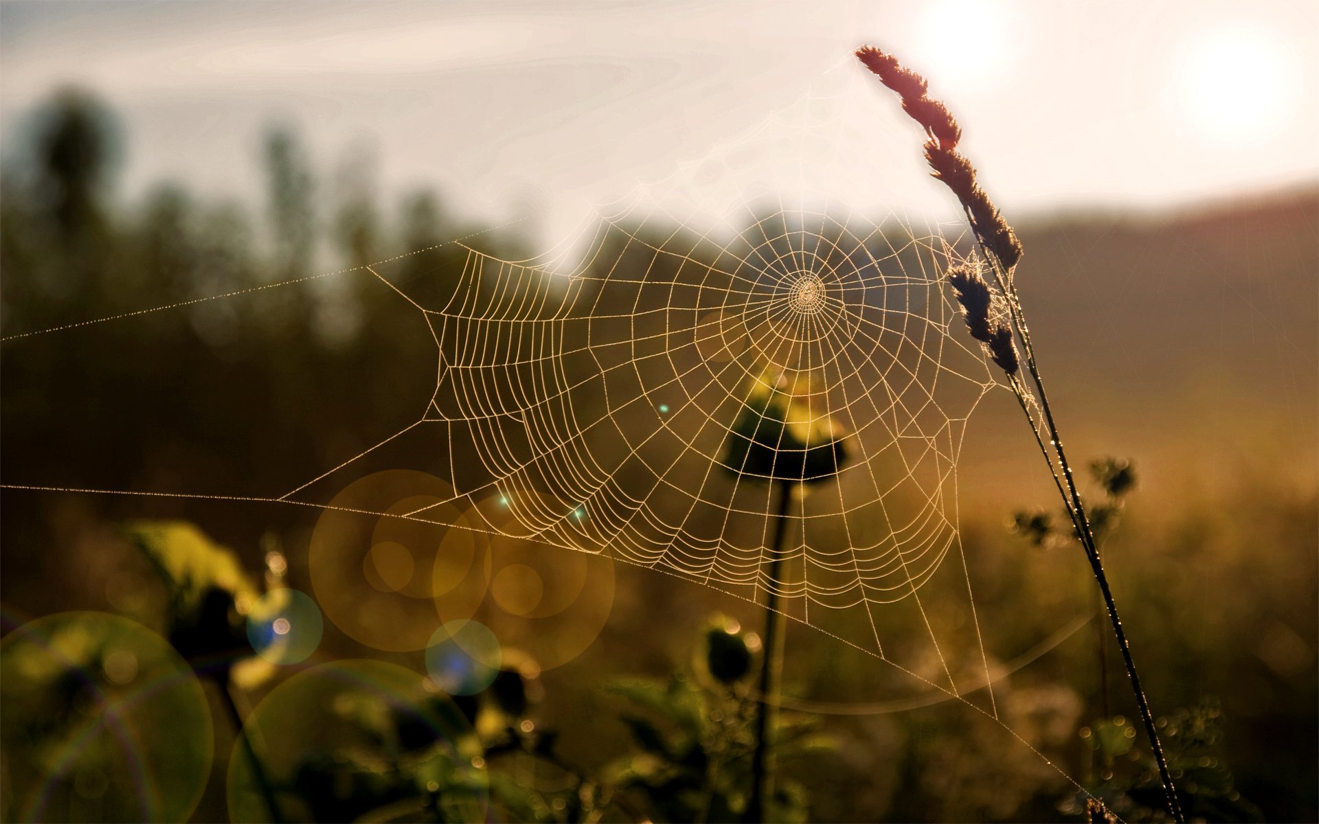 close up web grass light sun morning the field