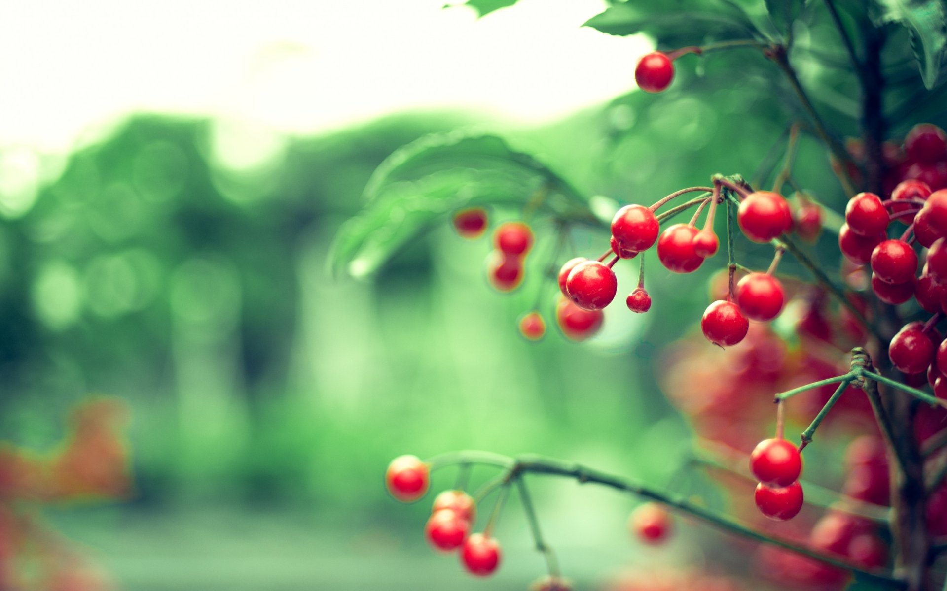 ramo ramo rosso bacche foglie natura colori sfocatura luci bokeh sfondo carta da parati