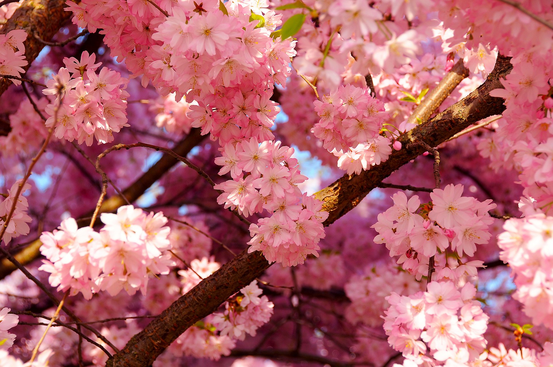 kirsche baum frühling blüte himmel blütenblätter