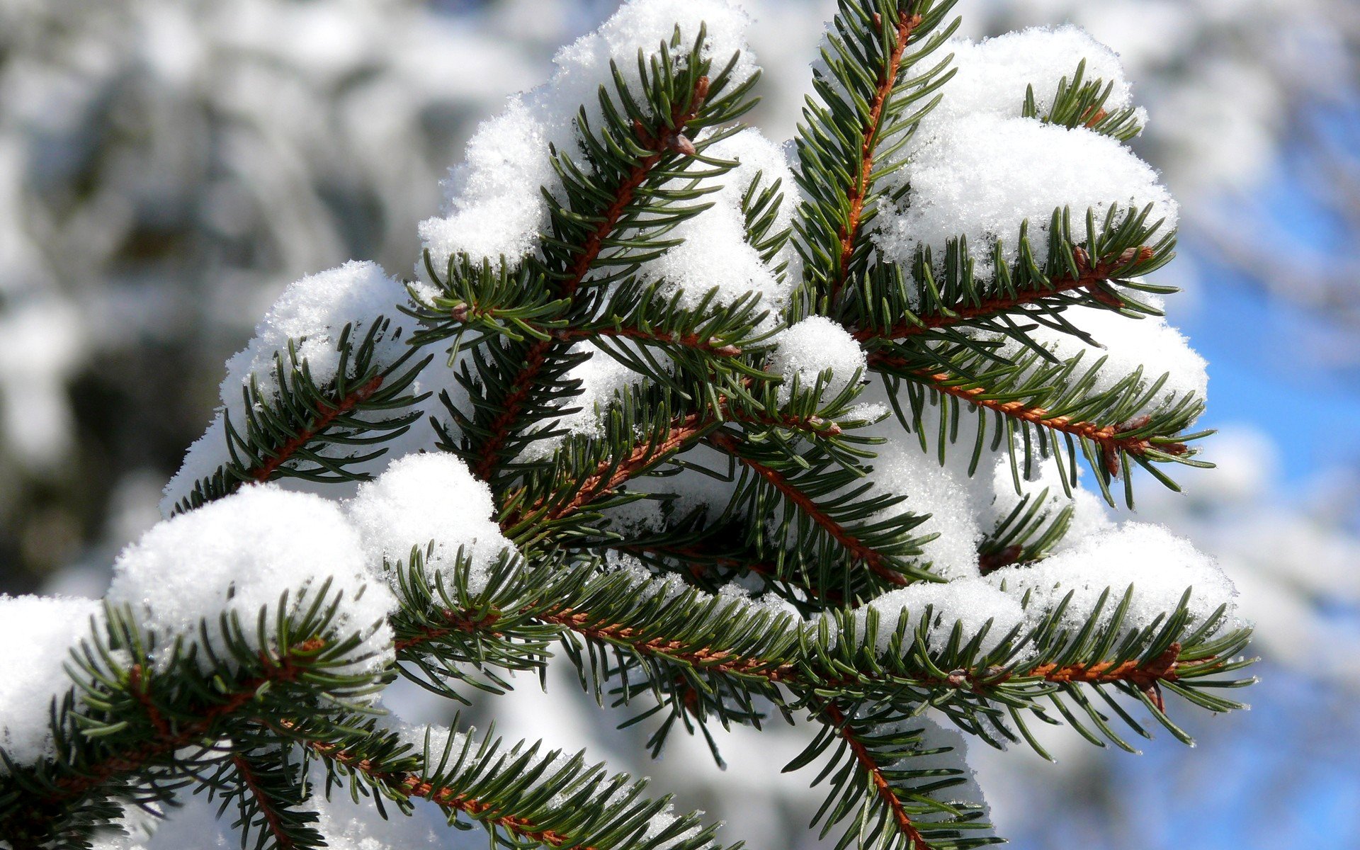 invierno frío escarcha árbol de navidad rama agujas agujas nieve fondo cielo claro soleado