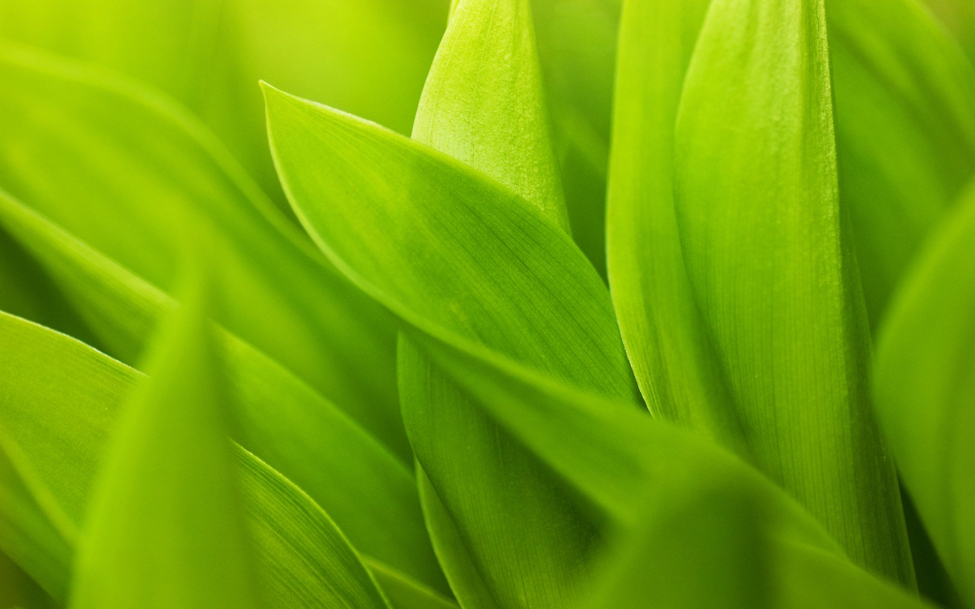 green green leaves stems sheet