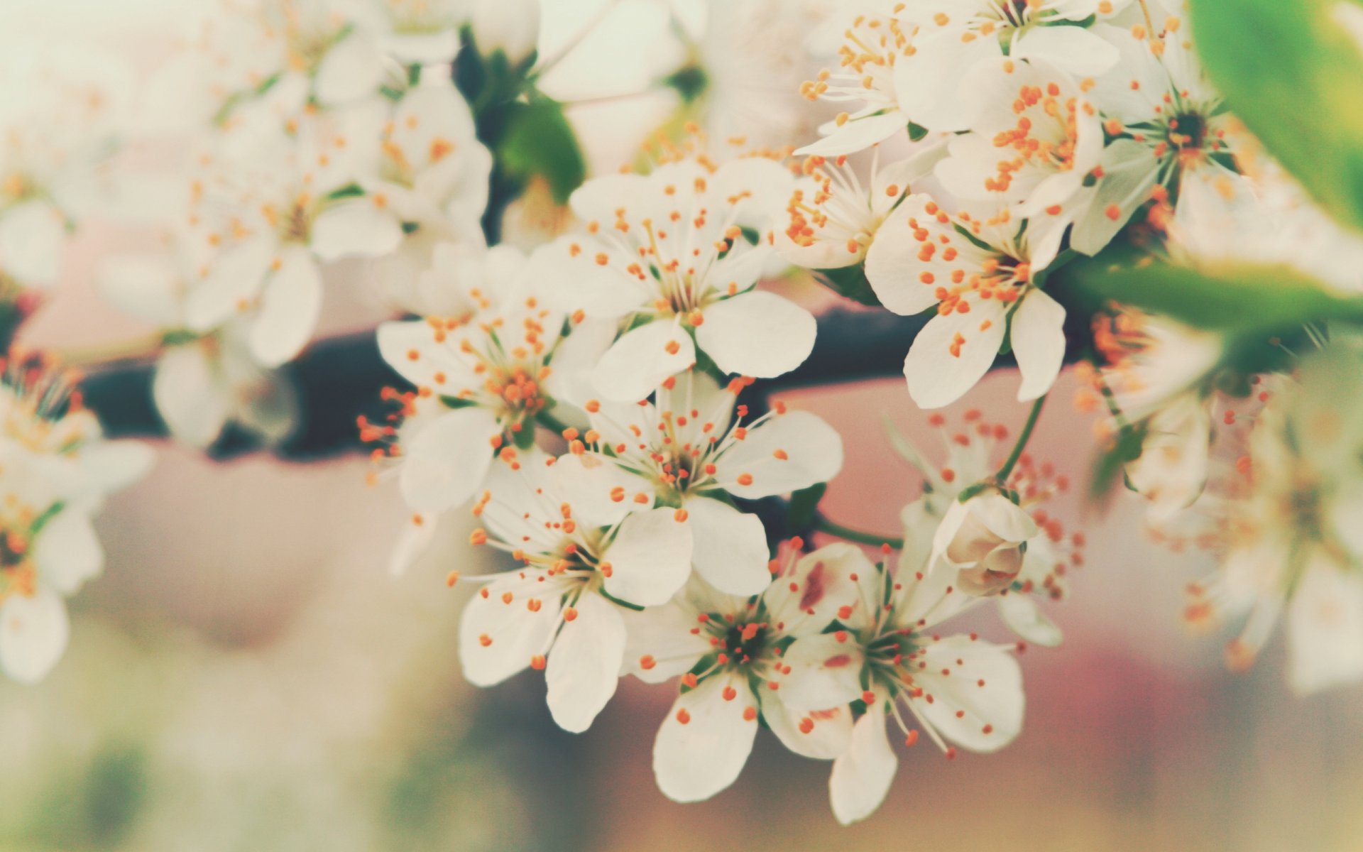 bloom flower cherry petals branch flowers tender spring