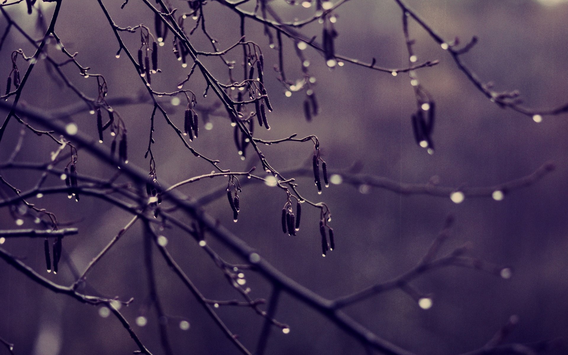 branches arbre gouttes pluie temps nuageux couleur tristesse automne