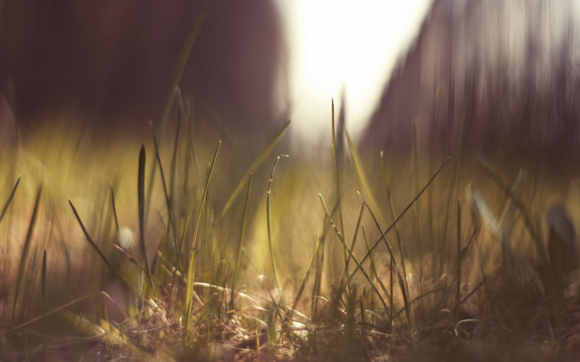 makro makro gras blendung sonne erde natur