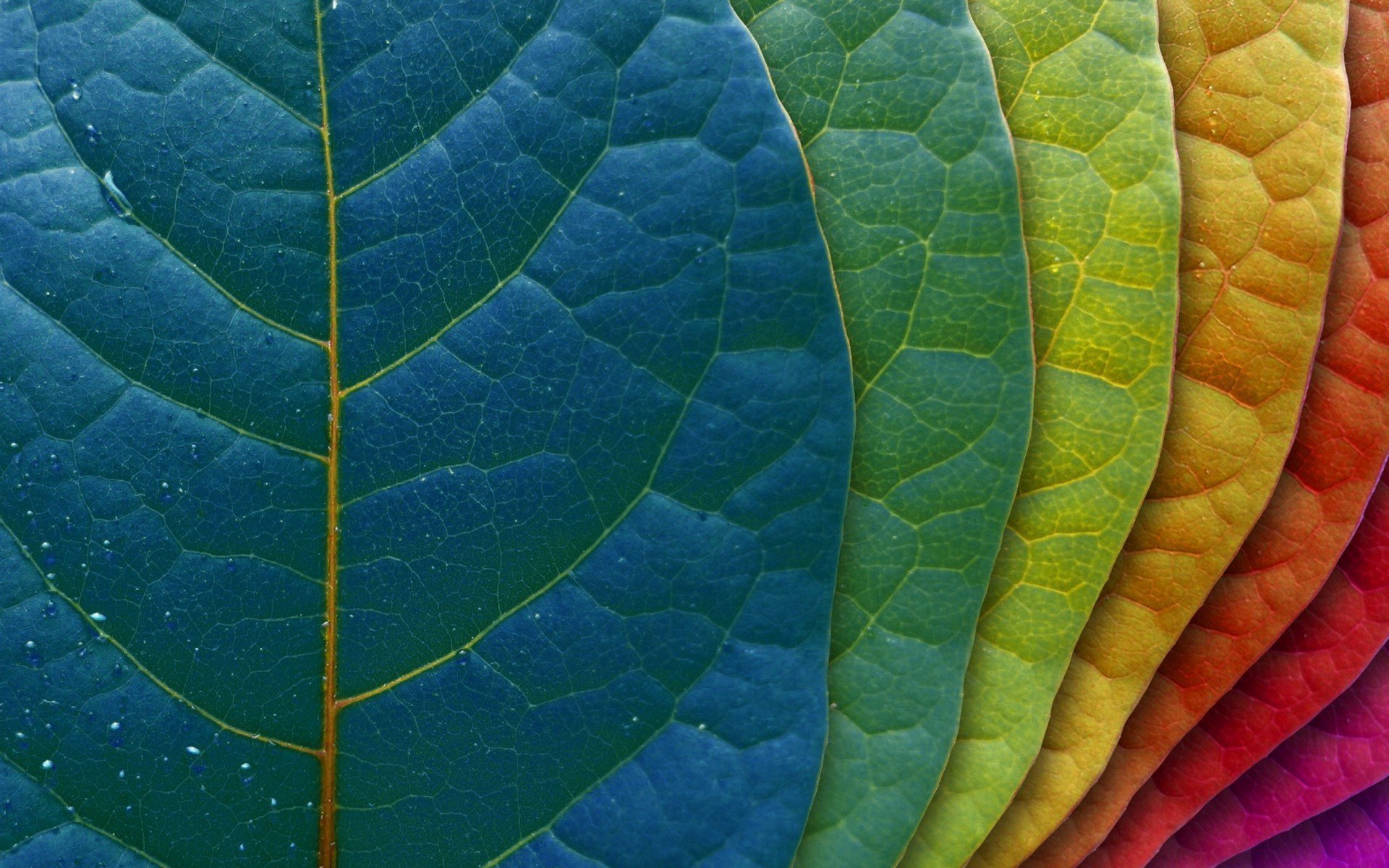 hintergrund blatt blätter abstufung farben