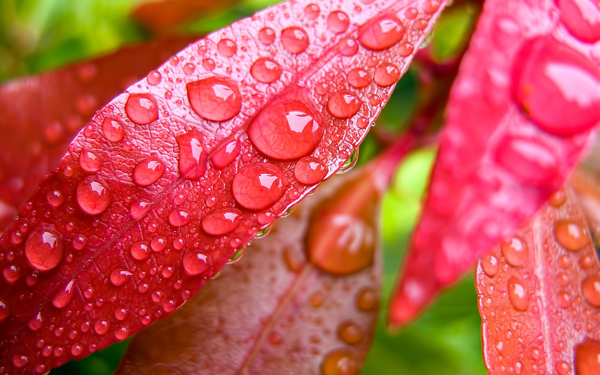 leaves rosa drops plant