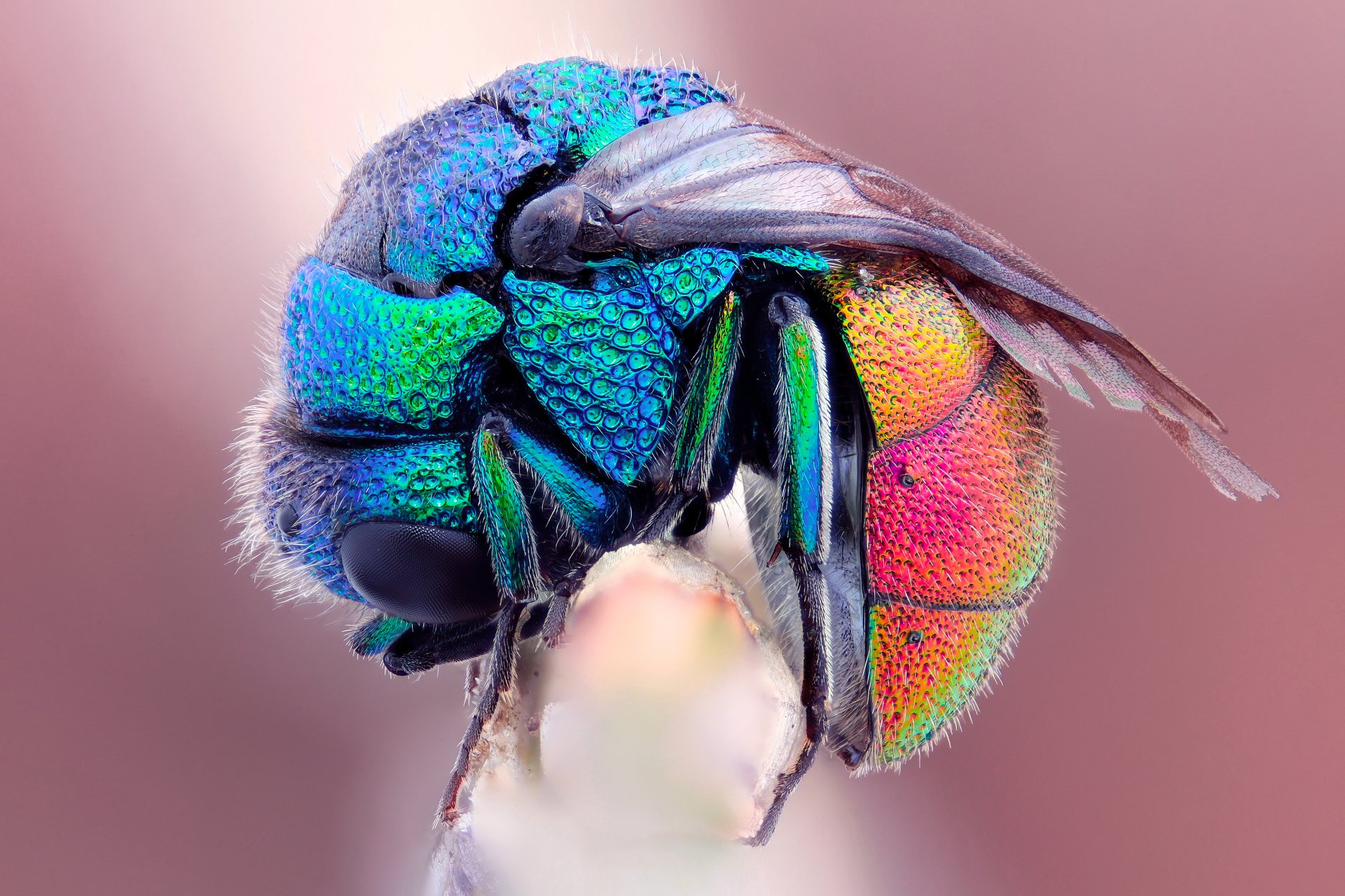 close up bee fly rainbow wet froze