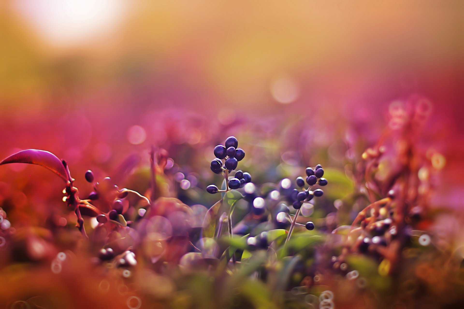 macro bacche tramonto bokeh rosa