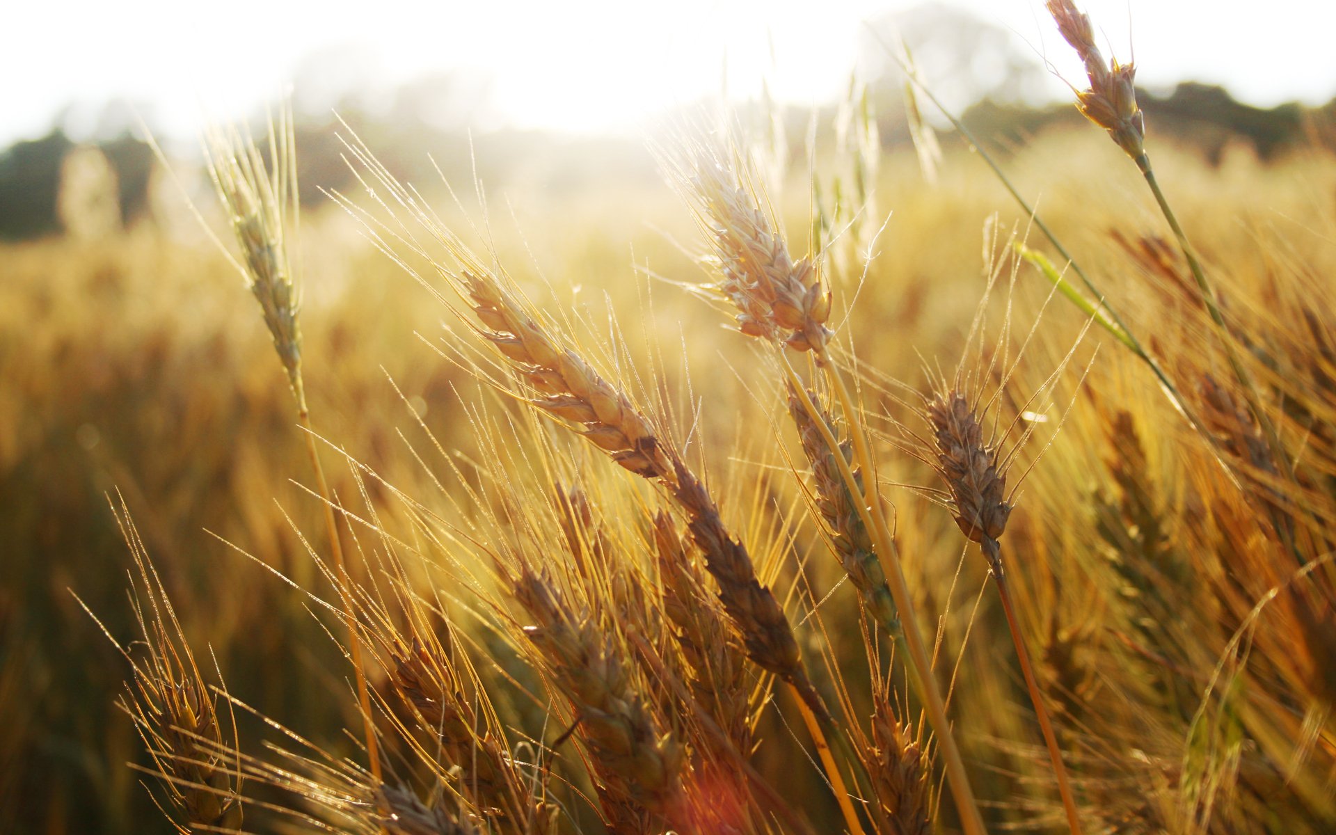 macro natura campo spighette spighette grano erba