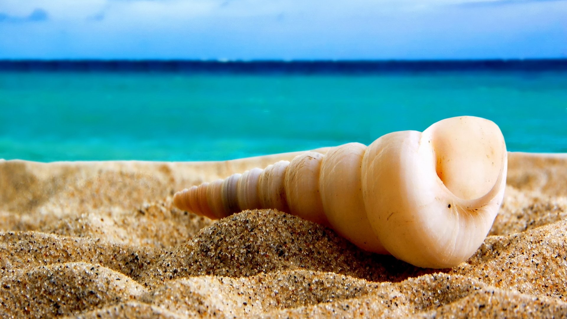 background shell spiral sand horizon sea focu