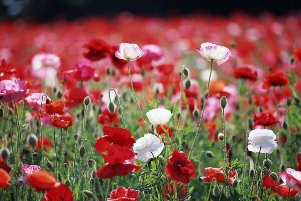 Champ de fleurs rouges et blanches sur une journée ensoleillée