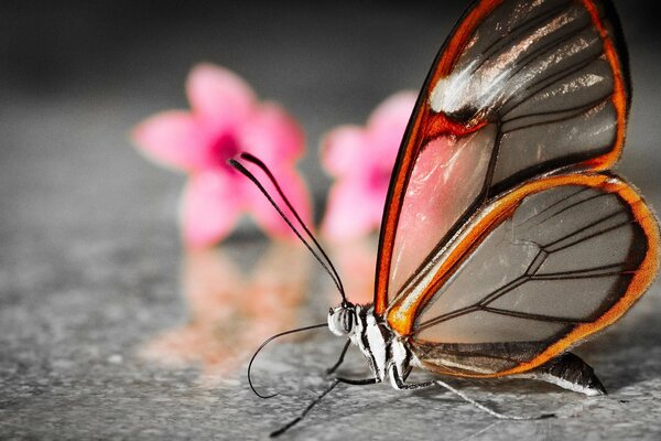 Butterfly with translucent wings. Pink flowers