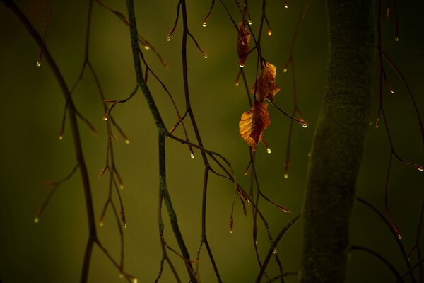 Sur la brindille nue gouttes coulent