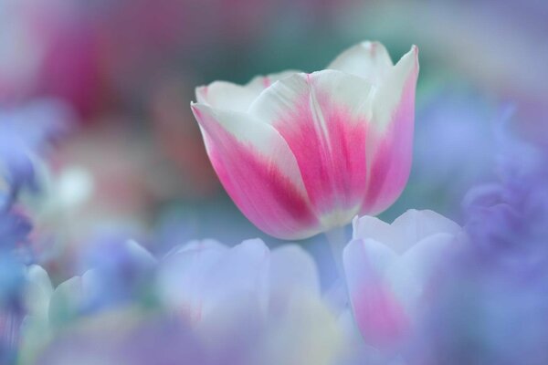 Delicate pink tulip in a purple haze