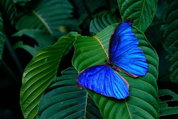 Blauer Schmetterling auf einem grünen Blatt