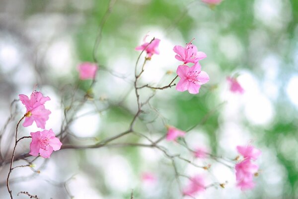 Fleurs roses sur une branche grise