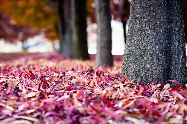 Autumn colors of the park