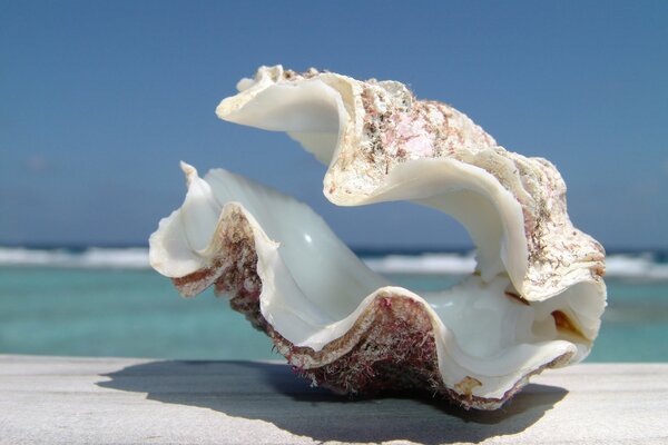 Shell on the background of the ocean