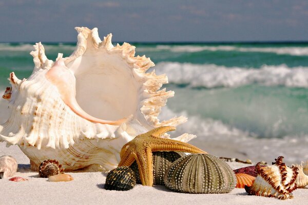 Muscheln und Seestern am Meer