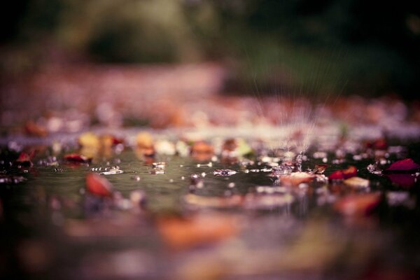 Dans une flaque d eau après la pluie, les feuilles mortes flottent