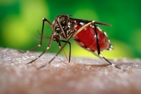 Mosquito on human skin